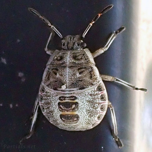 ナカボシカメムシ？