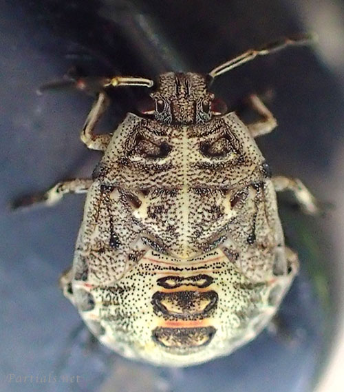 ナカボシカメムシ？