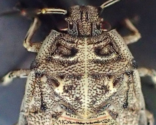 ナカボシカメムシ？