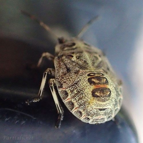 ナカボシカメムシ？