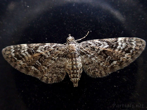 ナカオビカバナミシャク