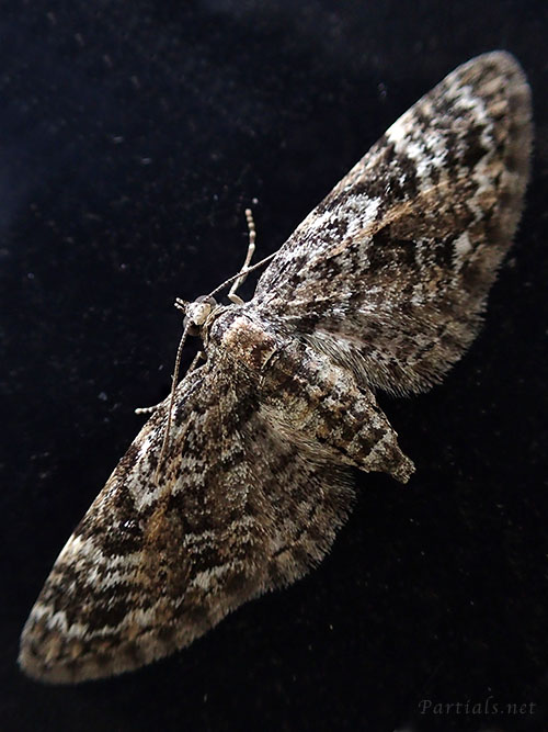 ナカオビカバナミシャク