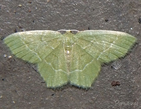 ナミスジコアオシャク