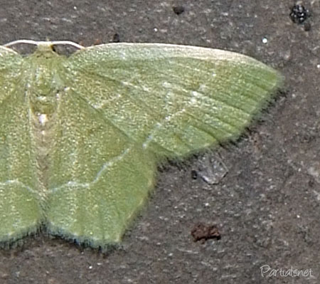 ナミスジコアオシャク