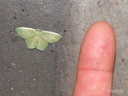 ナミスジコアオシャク