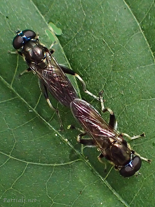 ルリイロハラナガハナアブの交尾