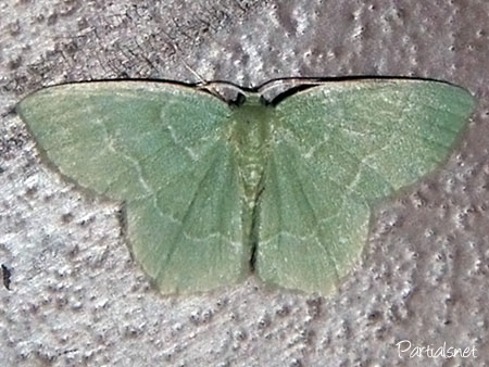 ナミスジコアオシャク