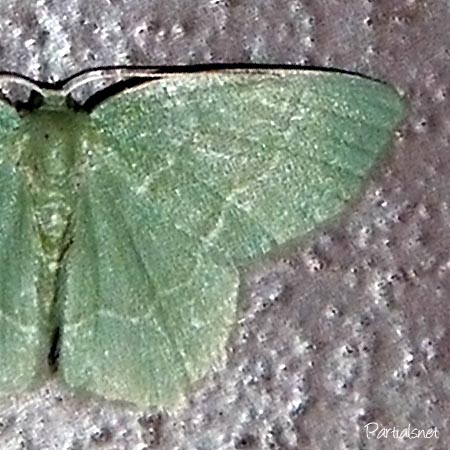 ナミスジコアオシャク