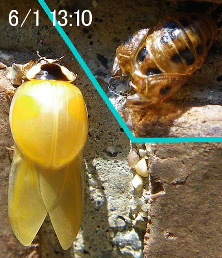 ナミテントウ羽化直後