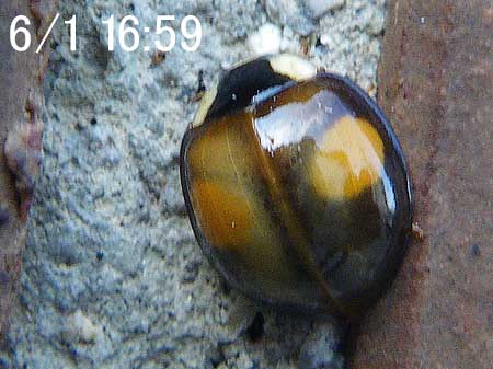 上翅はさらに色づく