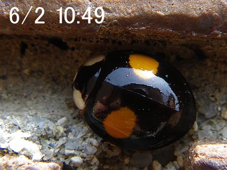 ナミテントウの新成虫