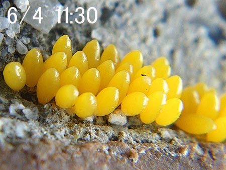 ナミテントウの卵