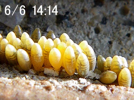 テントウの孵化直前