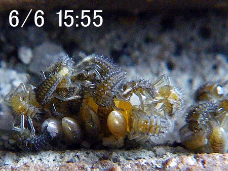 テントウの孵化