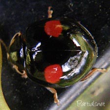 ナミテントウ小２紋型