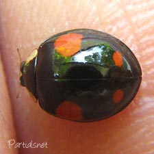 ナミテントウ４紋型