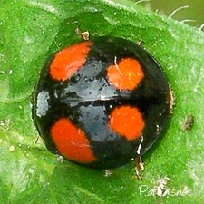 ナミテントウ４紋型