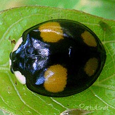 ナミテントウ黄色４紋型