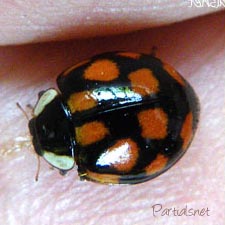 ナミテントウ斑型