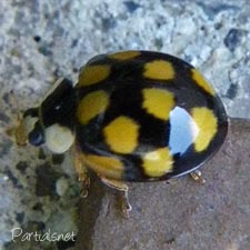 ナミテントウ黄色斑型