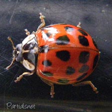 ナミテントウ黄色斑型