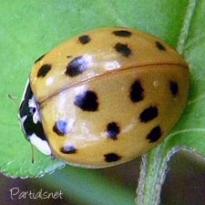 ナミテントウ黄色紅型（小班）