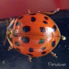 ナミテントウ紅型（小班）