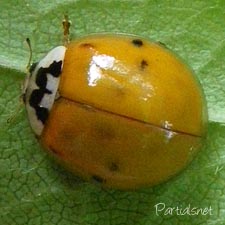 ナミテントウ黄色紅型（極小班）