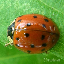 ナミテントウ紅型（極小班）