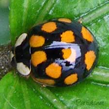 ナミテントウ橙色斑型