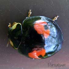 ナミテントウ変形２紋型