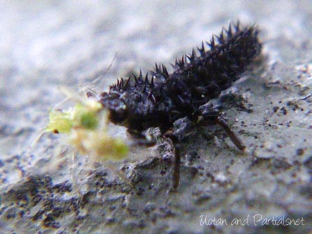 ナミテントウ若齢幼虫