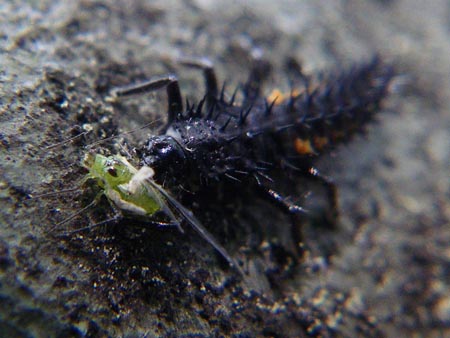 ナミテントウ中齢幼虫