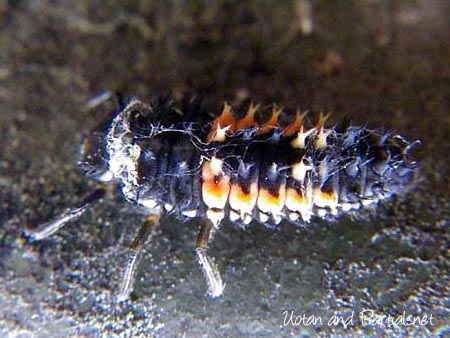 ナミテントウ終齢幼虫