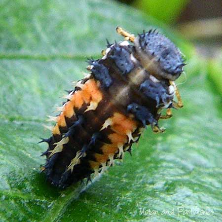 ナミテントウの前蛹