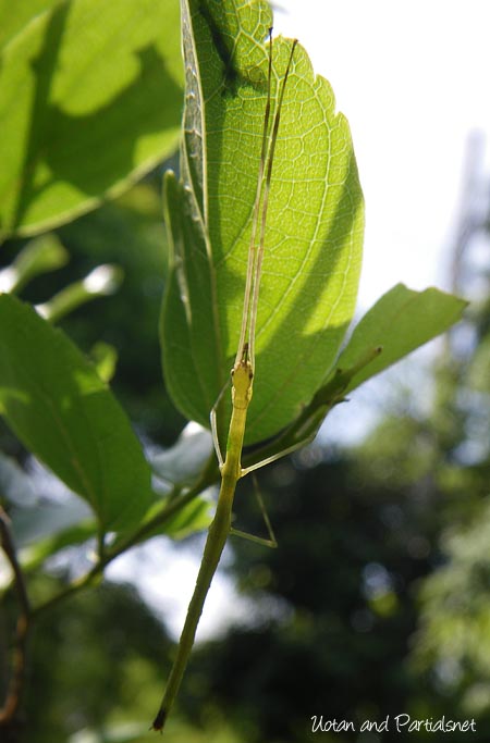 ナナフシモドキ幼虫