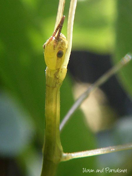 ナナフシモドキ