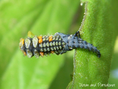 ナナホシテントウ幼虫の脱皮
