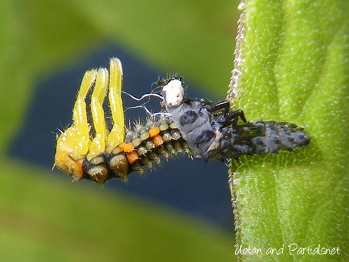 ナナホシテントウ幼虫の脱皮２