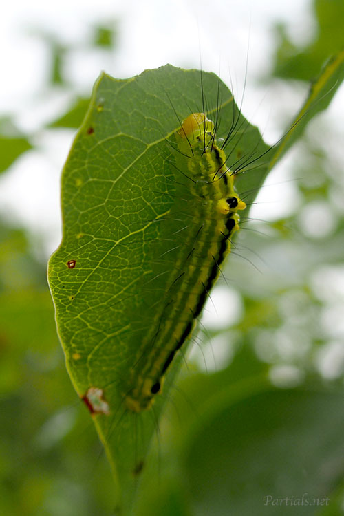 ナンキンキノカワガ幼虫
