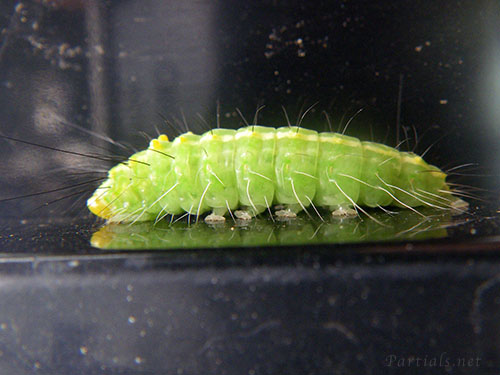 ナンキンキノカワガ幼虫