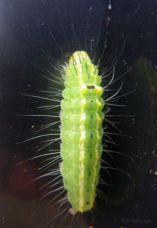 ナンキンキノカワガ幼虫