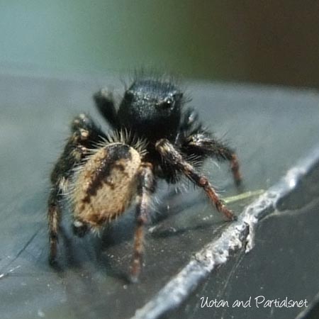 シネコハエトリ雄