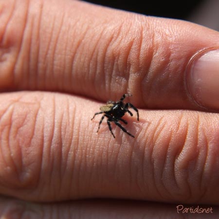 シネコハエトリ雄