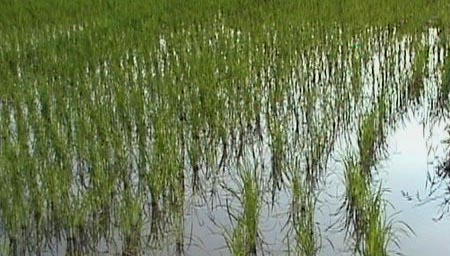 採集した田んぼ