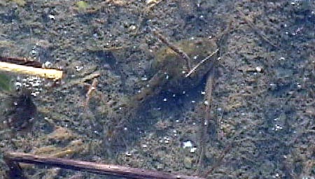 幼生（オタマジャクシ）