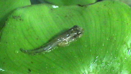 上陸直後のオタマジャクシ