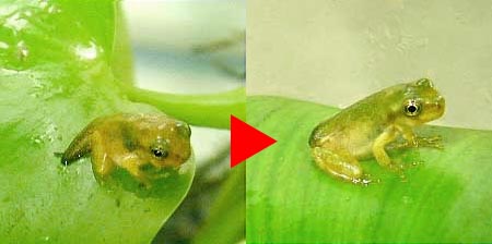 上陸直後のオタマジャクシその２