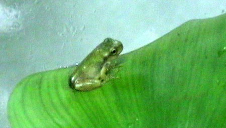 もうすぐカエル