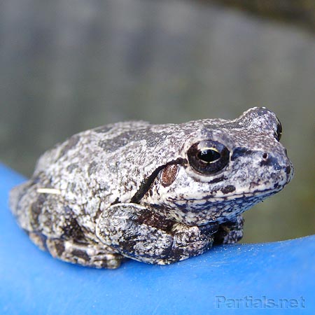 砂利色のニホンアマガエル